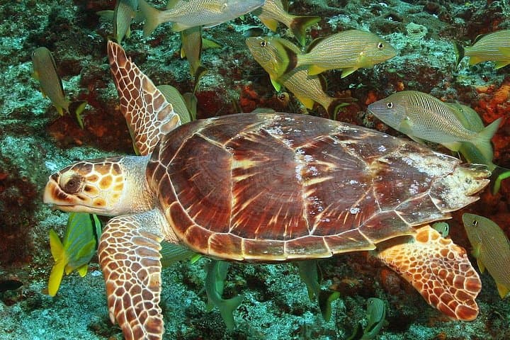 Cozumel Snorkeling: Palancar, Colombia & El Cielo Half-Day Reef Tour photo 2