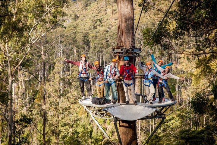 Hollybank Treetops Zipline Canopy Tour — Launceston Adventure