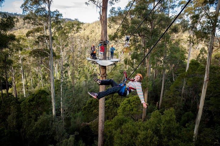 Hollybank Treetops Zipline Canopy Tour — Launceston Adventure photo 2