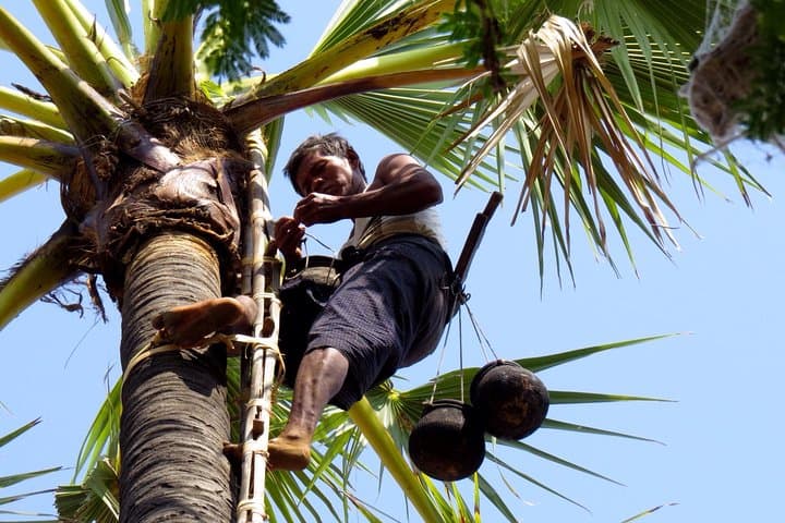 Toddy Climber Experience in Shwehlaing: Village Visit & Toddy Palm Demonstration near Bagan