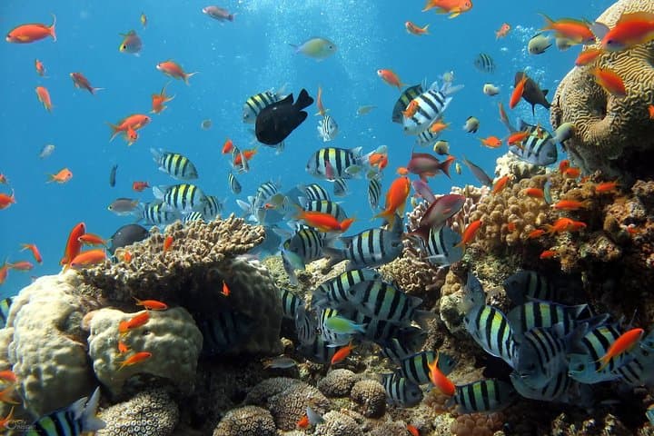 Snorkel and Fish in South Phu Quoc: Mong Tay & May Rut Trong Day Trip