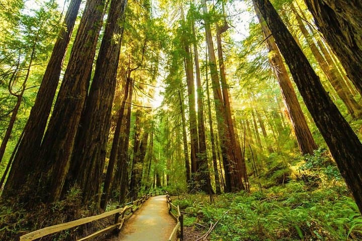 Golden Gate, Muir Woods & Sausalito Day Tour (Optional Alcatraz) photo 3