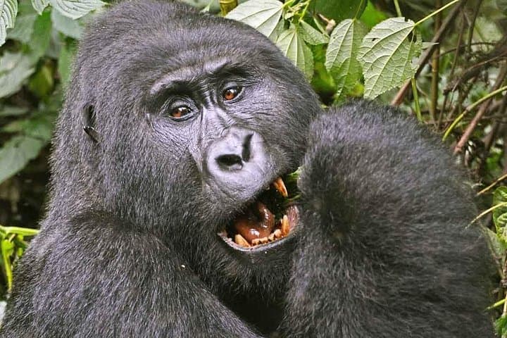 4-Day Gorilla Safari Holiday to Bwindi: Mountain Gorilla Trekking from Kampala photo 2