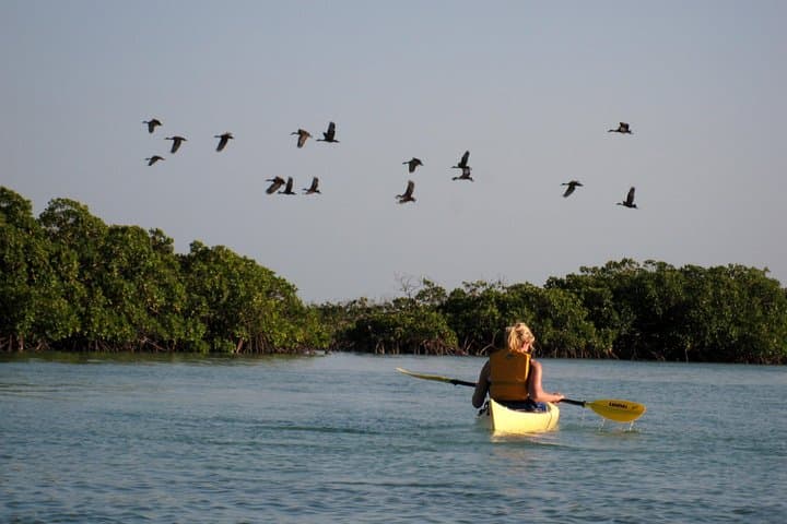 Providenciales Kayak Eco Tour — Mangroves, Turtles & Coastal Ecology photo 6