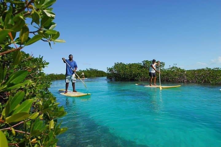 Providenciales Mangrove SUP Eco Tour — Paddle with Turtles and Rays