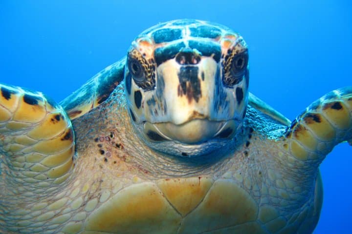 Snorkel Eco Tour Providenciales — Small-Group Reef Snorkeling in Turks and Caicos photo 2