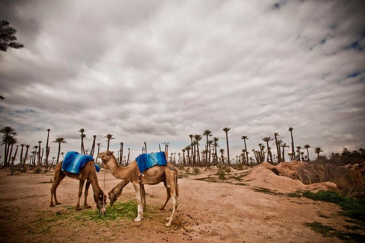 Palm Grove Camel Ride from Marrakech — 1.5-Hour Small-Group Experience photo 2