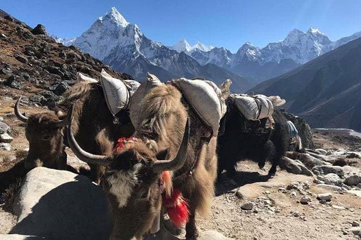 12-Day Everest Base Camp Trek: Guided Trek from Kathmandu to Kala Patthar photo 4