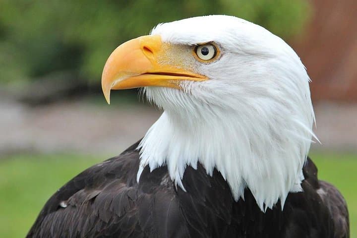 Explore Sitka’s Top Wildlife and Cultural Highlights on an Intimate Scenic Tour
