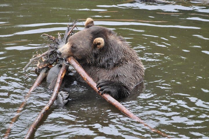 Explore Sitka’s Top Wildlife and Cultural Highlights on an Intimate Scenic Tour photo 2