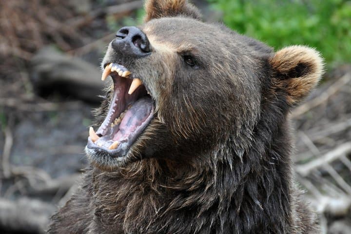 Exploring Sitka: A 2-Hour Scenic Tour Through History, Wildlife, and Coastal Beauty