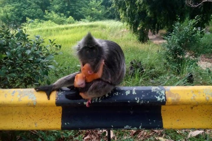Kuala Selangor Fireflies and Eagle Feeding: Private Evening Boat Tour with Village Dinner photo 4