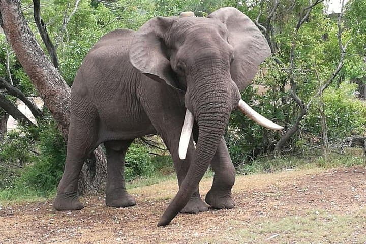Chobe Overnight Safari: Boat Cruise and Bush Camping from Victoria Falls photo 2