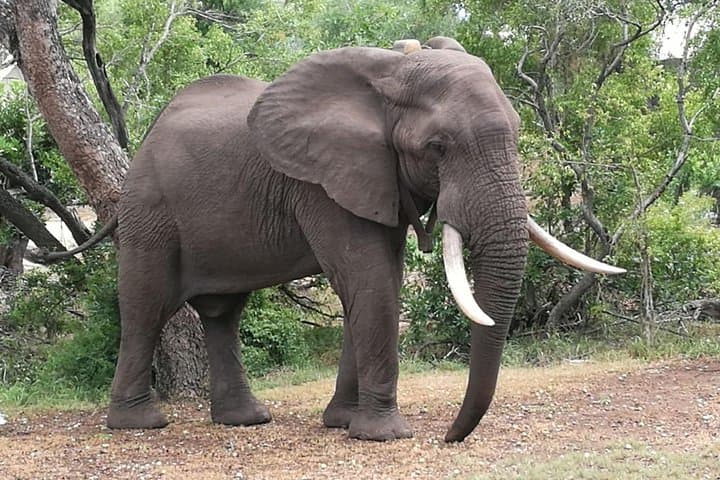 Zambezi National Park Game Drives: 4-Day Safari from Victoria Falls photo 1