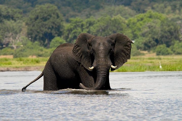 Chobe Full-Day Safari from Victoria Falls: Boat Cruise & Game Drive in Chobe National Park photo 1