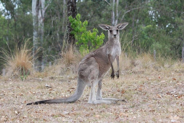 Private Blue Mountains Tour with Local Storytellers — Three Sisters & Featherdale photo 2