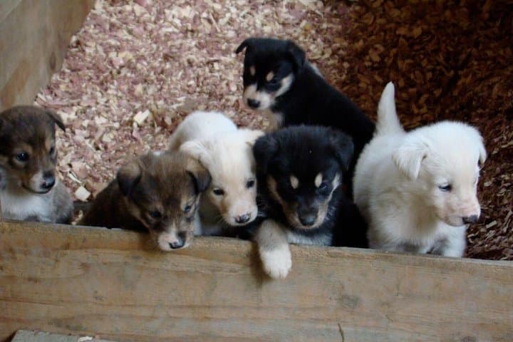 Musher's Camp and S'More Roasting in Dyea — Skagway Puppy Meet & Campfire Experience photo 5