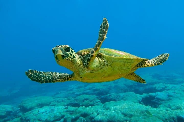 Dalyan Day Trip from Marmaris: Mud Baths, Kaunos Rock Tombs & Iztuzu Turtle Beach photo 2