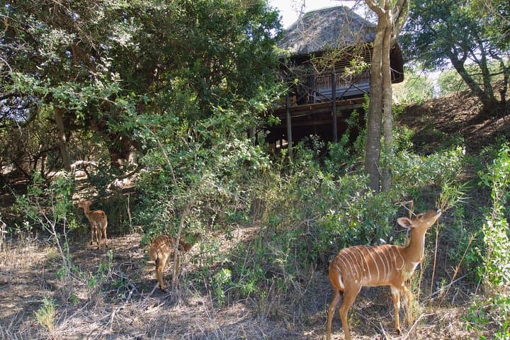 5-Day Treehouse & Lodge Safari in Kruger National Park: Big Five, Bush Walks & Blyde River Canyon photo 2