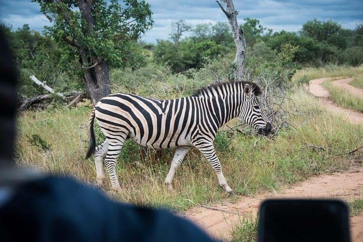 3-Day Lodge and Treehouse Kruger National Park Safari: Balule Game Drives, Treehouse Stay & Blyde Canyon photo 5