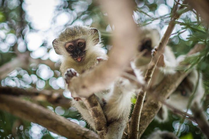 3-Day Classic Kruger Safari: Big Five Drives, Blyde River Canyon & Marula Boma