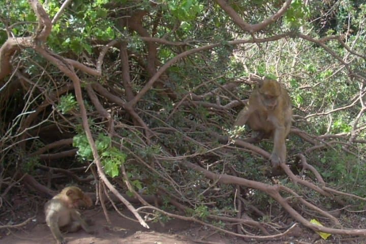 Ouzoud Waterfalls Day Trip from Marrakech: Hiking, Swimming & Photo Guide photo 2