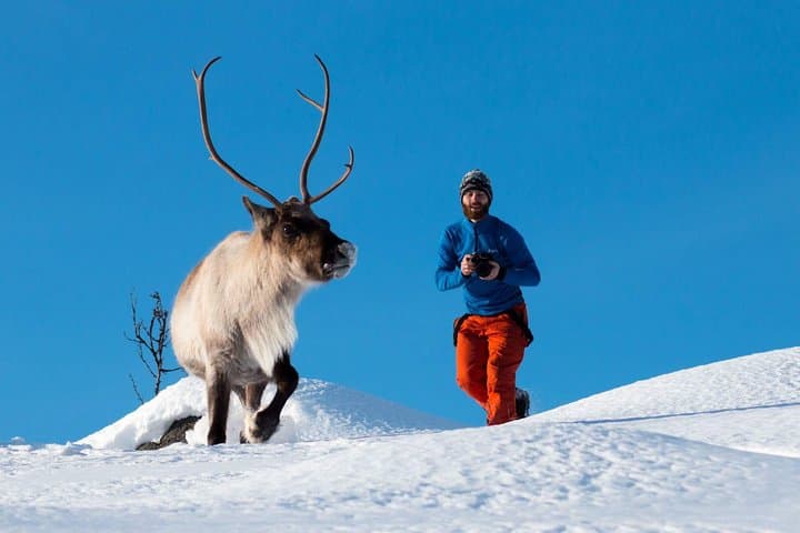 Arctic Nature Photography Tour from Tromsø — Fjords, Reindeer & Winter Whales