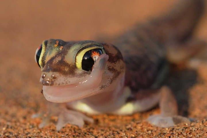 Living Desert Eco Dune Tour — Half-Day Namib Dune Experience from Swakopmund