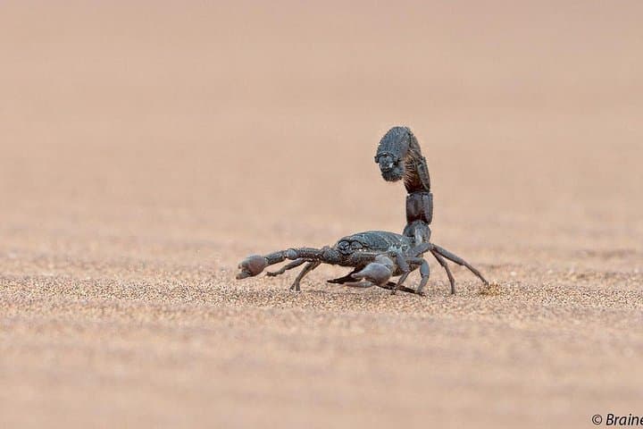 Living Desert Eco Dune Tour — Half-Day Namib Dune Experience from Swakopmund photo 2