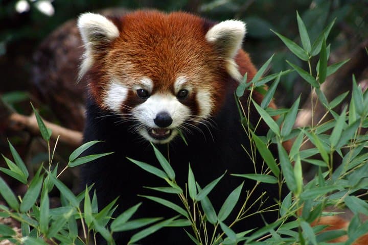 Skip-the-Line Woodland Park Zoo: Daily Admission in Seattle photo 1