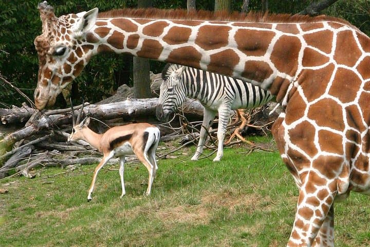 Skip-the-Line Woodland Park Zoo: Daily Admission in Seattle photo 4