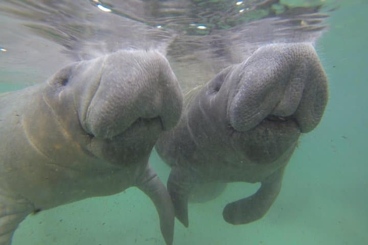 Swim with Manatees at Crystal River: An Intimate Small Group Adventure photo 2
