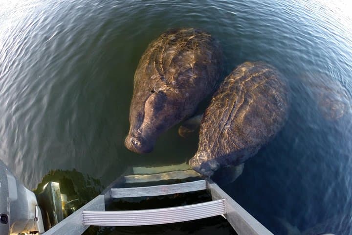 Swim with Manatees at Crystal River: An Intimate Small Group Adventure
