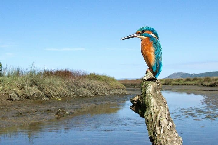 Private Birdwatching from Porto — Litoral Norte 4x4 Wildlife Tour photo 2