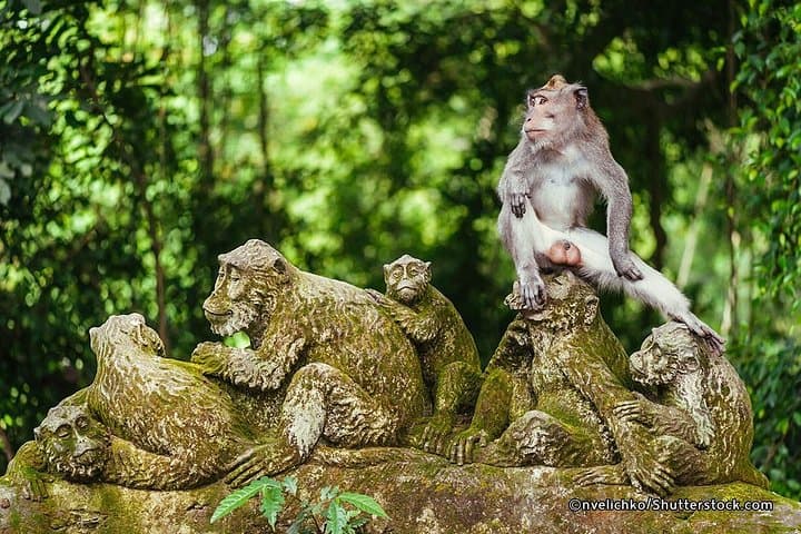Best of Ubud Tour & Jungle Swing: Monkey Forest, Rice Terraces and Waterfall Day Trip photo 4