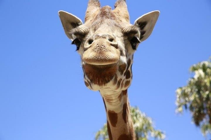 Melbourne Zoo: Insider Guide to Australia’s Oldest Zoo and Top Exhibits
