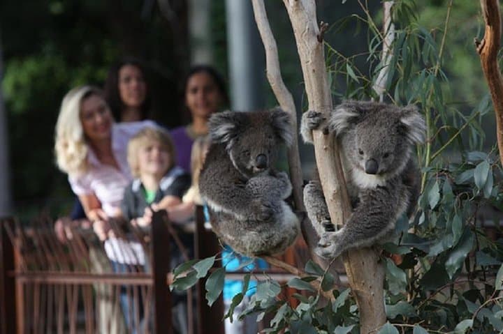 Behind-the-Scenes Australian Wildlife Tour at Melbourne Zoo