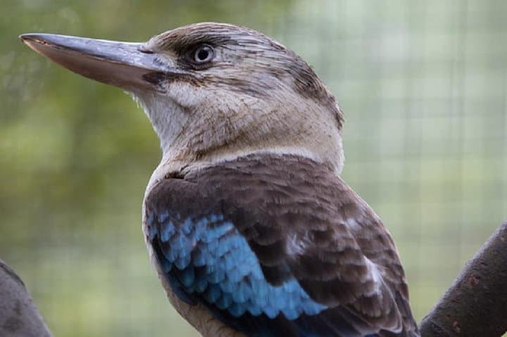 Behind-the-Scenes Australian Wildlife Tour at Melbourne Zoo photo 4