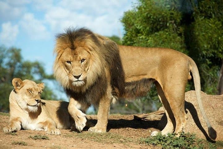 Werribee Open Range Zoo Safari — Melbourne’s African-Style Wildlife Experience photo 6