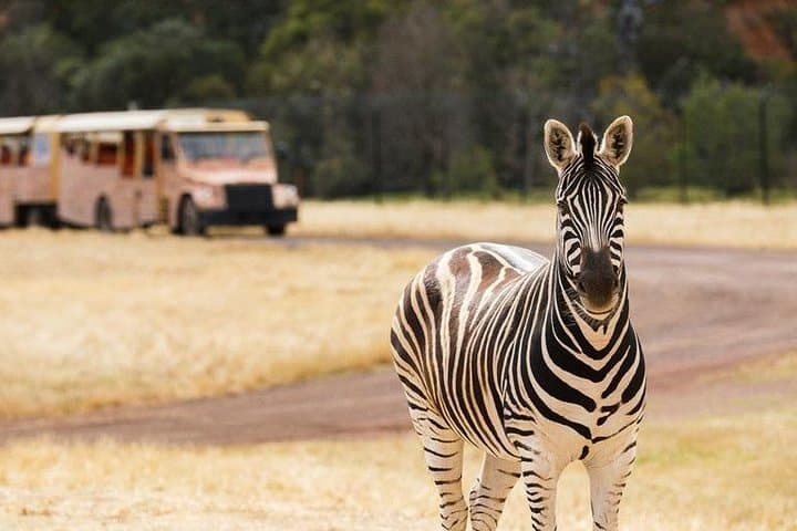 Werribee Open Range Zoo Safari — Melbourne’s African-Style Wildlife Experience photo 2