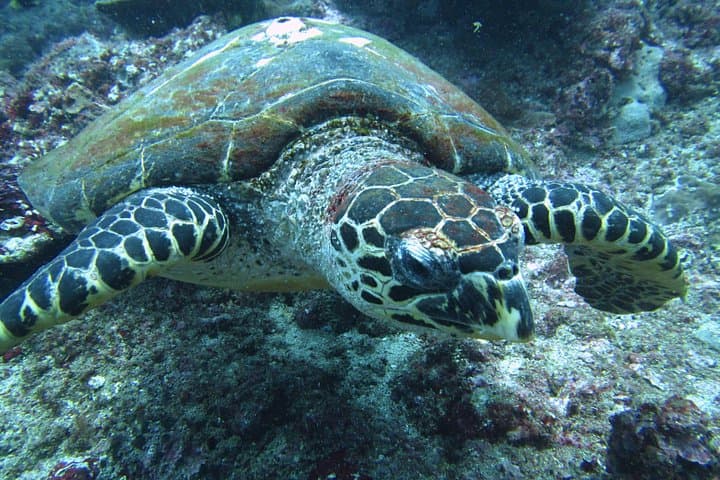 Snorkelling in Padang Bai: Blue Lagoon & Jepun Reef Trip from Sanur
