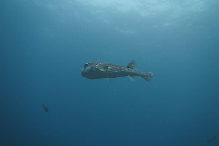 Snorkelling in Padang Bai: Blue Lagoon & Jepun Reef Trip from Sanur photo 2