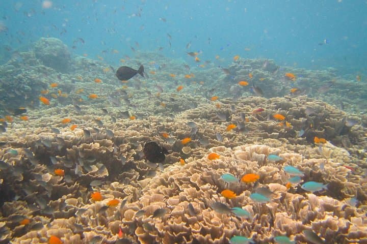 Shipwreck Snorkelling at the USAT Liberty — Tulamben Bali Guide