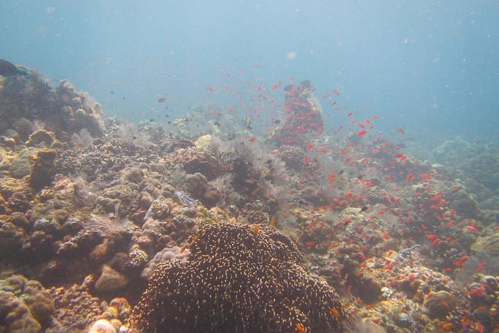 Shipwreck Snorkelling at the USAT Liberty — Tulamben Bali Guide photo 2