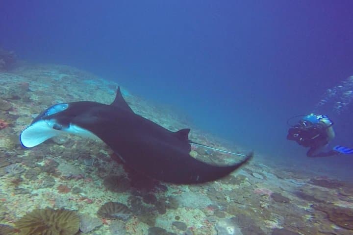 Snorkelling Nusa Penida Manta Point: Swim with Manta Rays & Coral Gardens photo 2