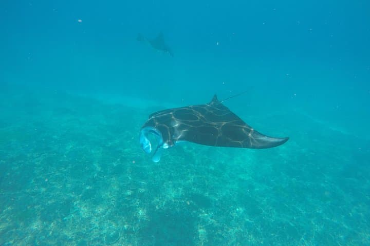 Discover Scuba Diving at Manta Point, Nusa Penida — Intro Dives with Private Instructor photo 2