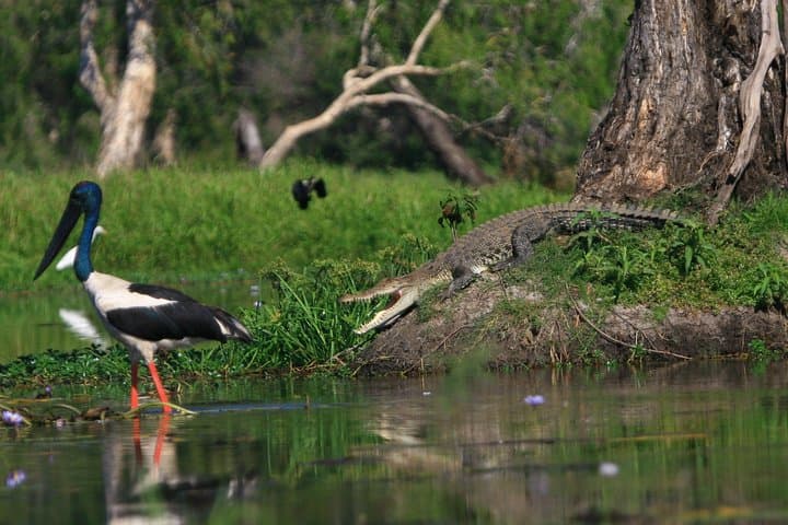 Corroboree Billabong Wetland Cruise: Mary River Crocodiles & Birds from Darwin photo 4