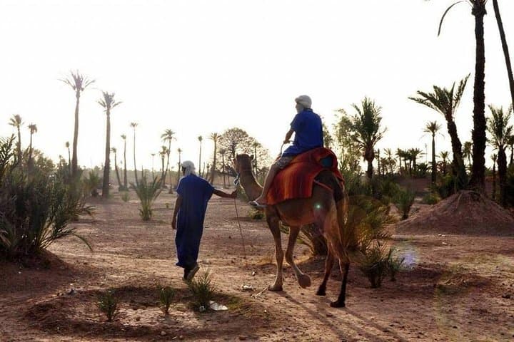 Camel Ride in Marrakech Palm Grove — Palmeraie Camel Tour & Berber Tea Visit photo 2