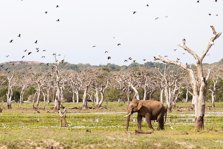 2-Day Sinharaja Rainforest & Udawalawe Safari from Colombo photo 6