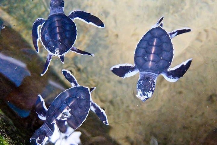 Day trip to Bentota from Negombo — Turtle Releases, Madu River Boat Ride & Coastal Sights photo 6